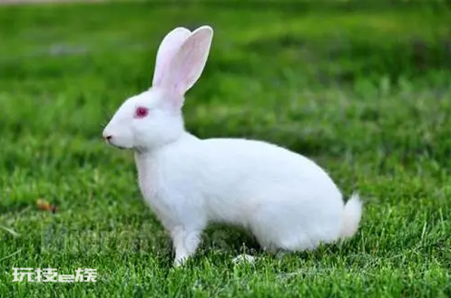 兔子的生活习性和生活方式(不同种类兔子的生活特征)-图片10